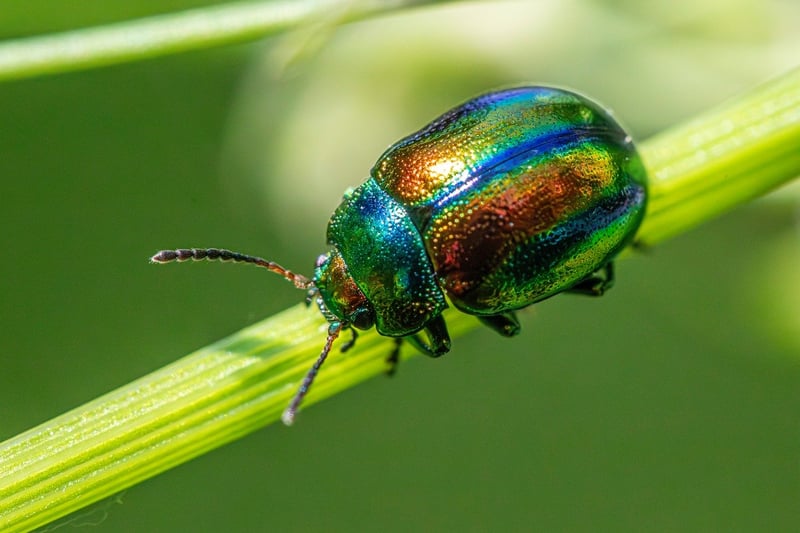 Organic Pest Control