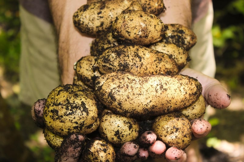 Seasonal Gardening Tips