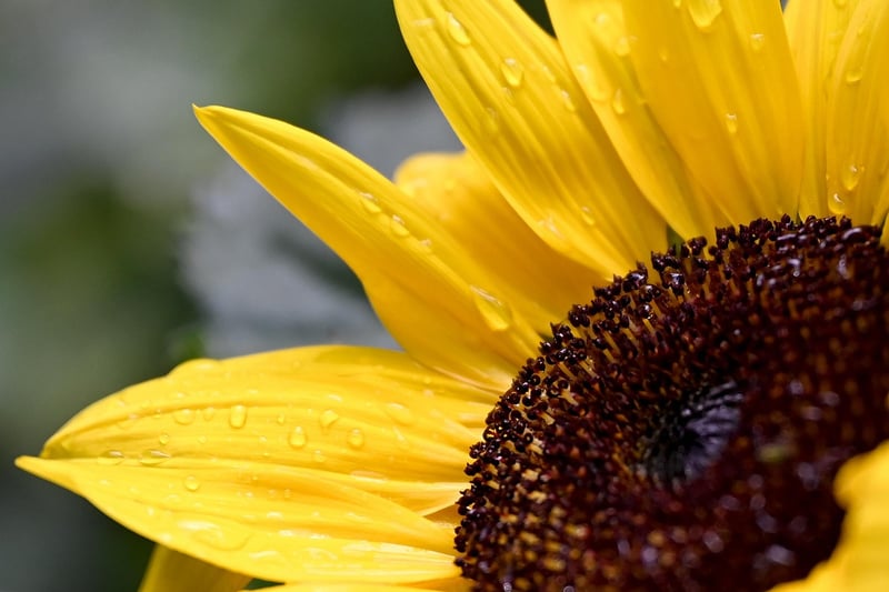 Summer Gardening