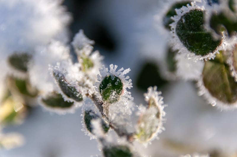 Winter Gardening